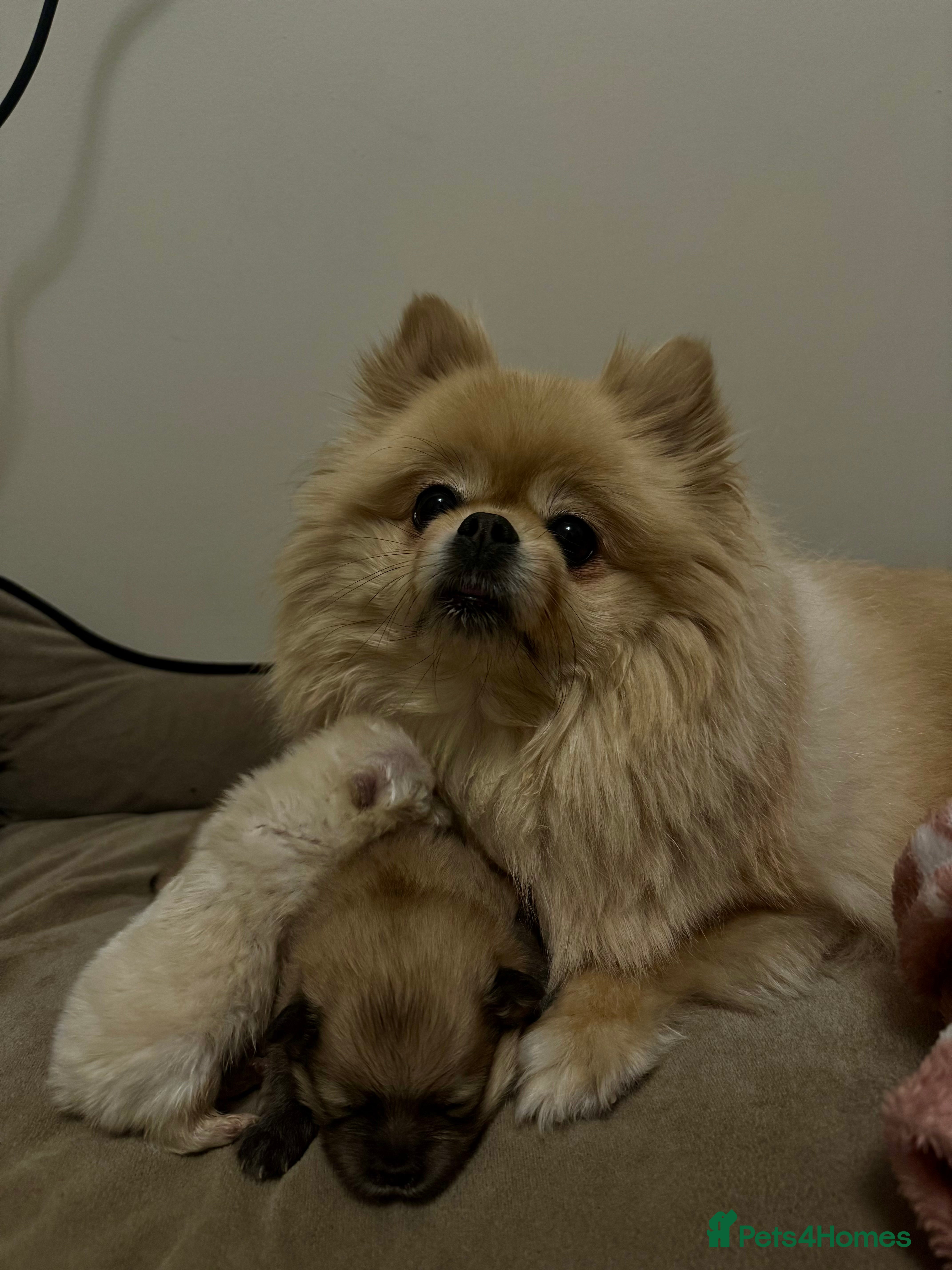 Pomeranian dogs Beautiful pure white Pomeranian  - Advert 1