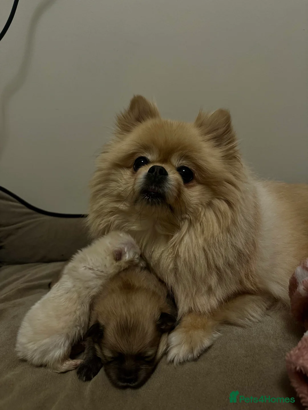 Pomeranian dogs for sale: Beautiful pure white Pomeranian  - Advert 2