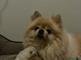 Pomeranian dogs Beautiful pure white Pomeranian - Advert 1