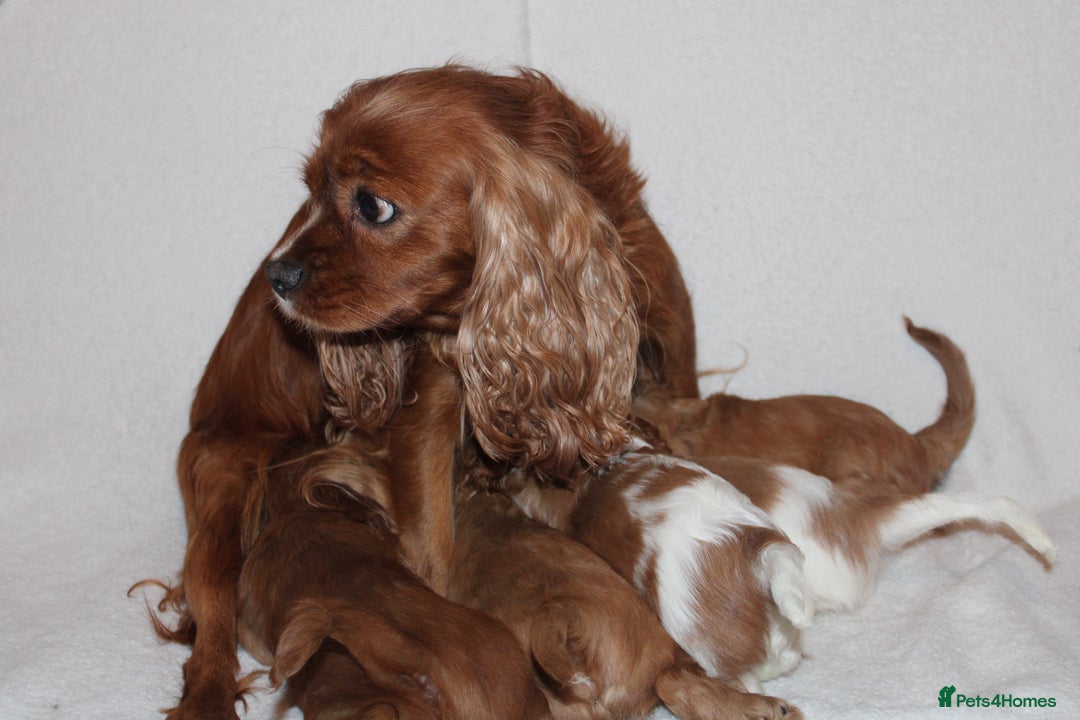 Cavalier King Charles Spaniel dogs for sale: Gorgeous Cavalier King Charles Spaniel puppies - Image 23