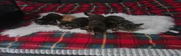 Mixed Breed cats for sale: Kittens - Advert 14