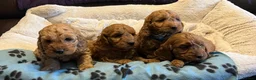 Cockapoo dogs for sale: Stunning cockapoo puppies  - Advert 12