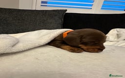 Miniature Dachshund dogs for sale: Stunning KC reg PRA clear Mini Dachshund puppies - Image 14