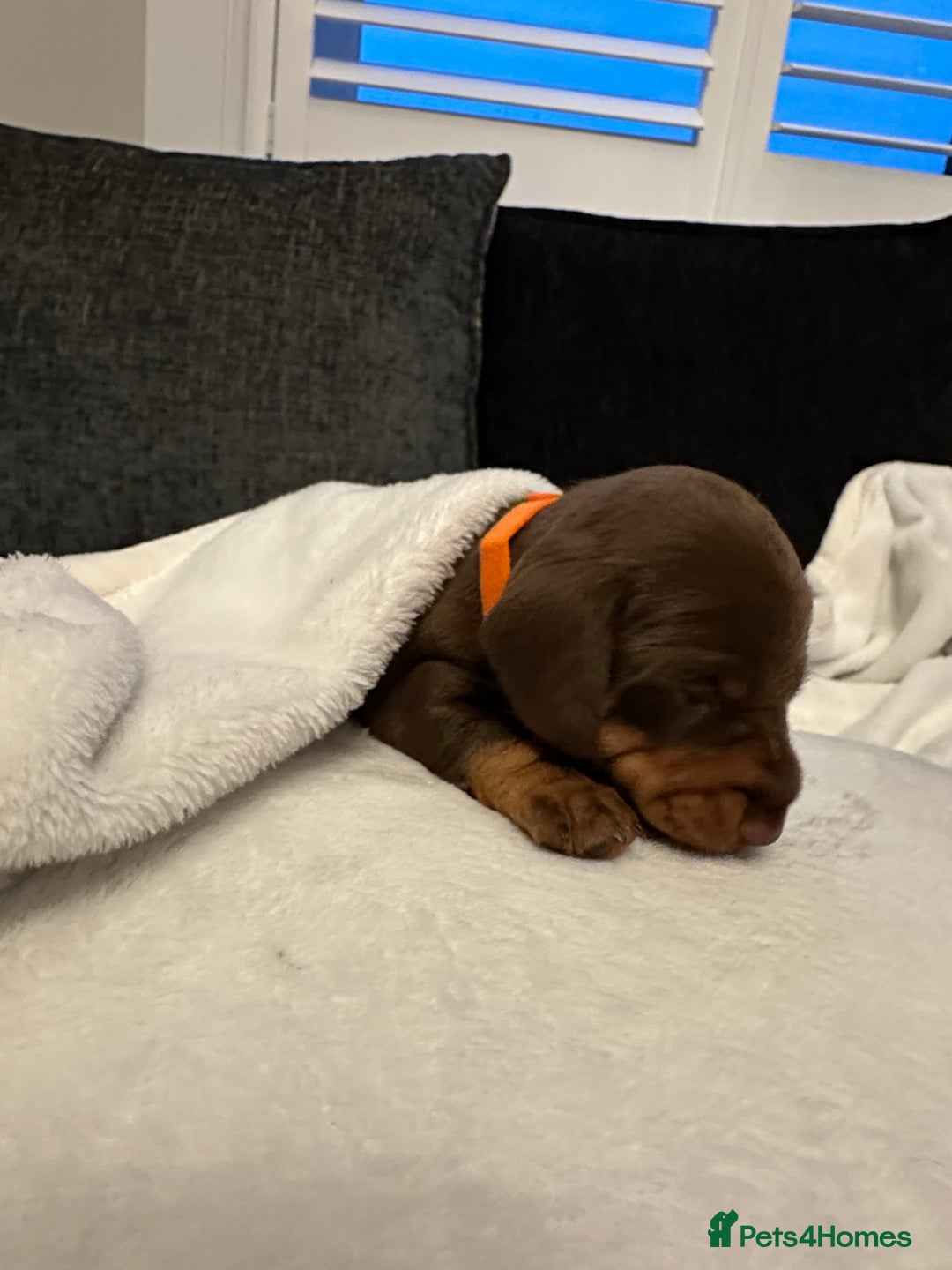 Miniature Dachshund dogs for sale: Stunning KC reg PRA clear Mini Dachshund puppies - Image 14