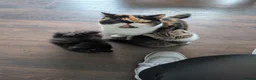 Exotic cats for sale: Beautiful exotic kittens - Advert 12