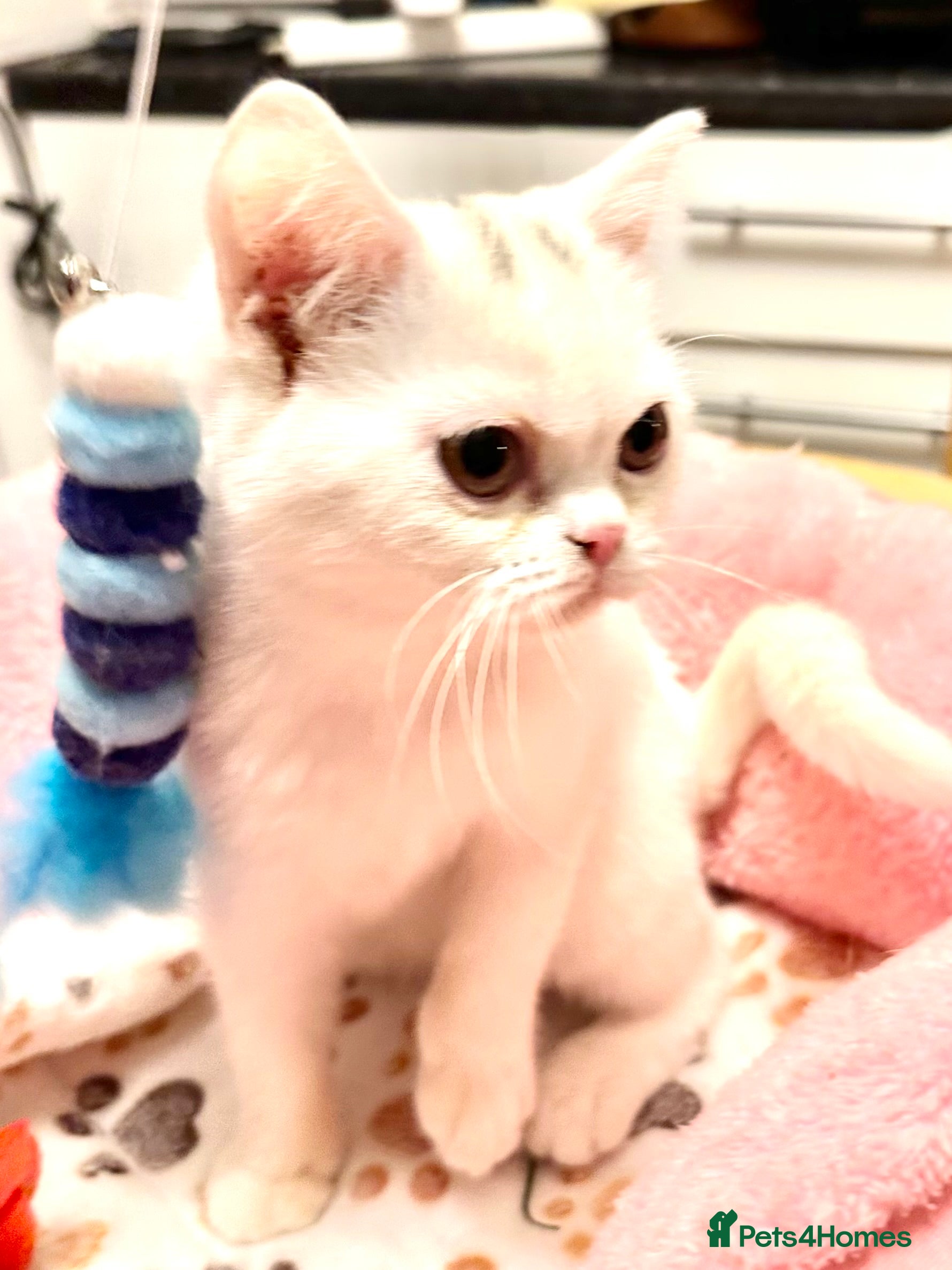 British Shorthair cats British Shorthair pedigrees Blues, White male - Advert 2