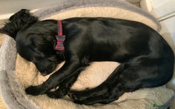 Cocker Spaniel dogs for sale: 3 beautiful working cocker spaniels - Image 1