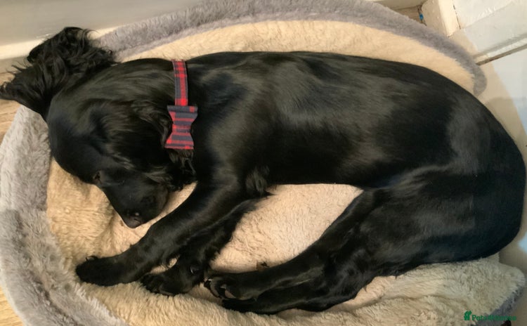 Cocker Spaniel dogs - Advert 1