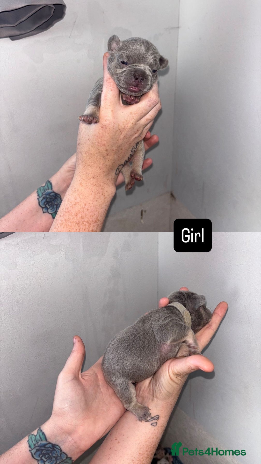 French Bulldog dogs for sale: Blue Lilac & Tan French bulldog Puppies  - Image 2