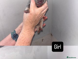 French Bulldog dogs for sale - Advert 1