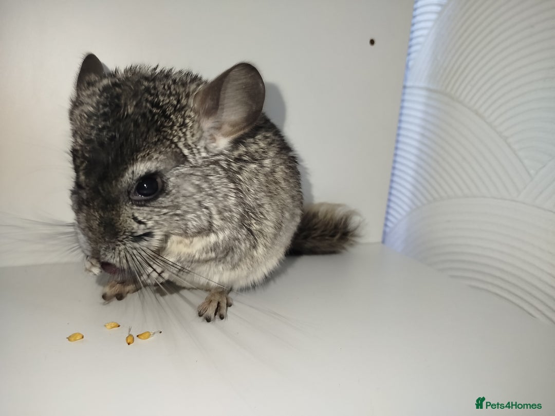 Chinchilla rodents for sale: Friendly chinchilla male  - Advert 1