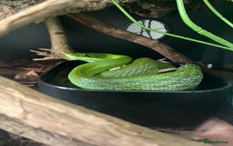 Rat Snake reptiles for sale: Stunning male rhino ratsnake  - Image 4