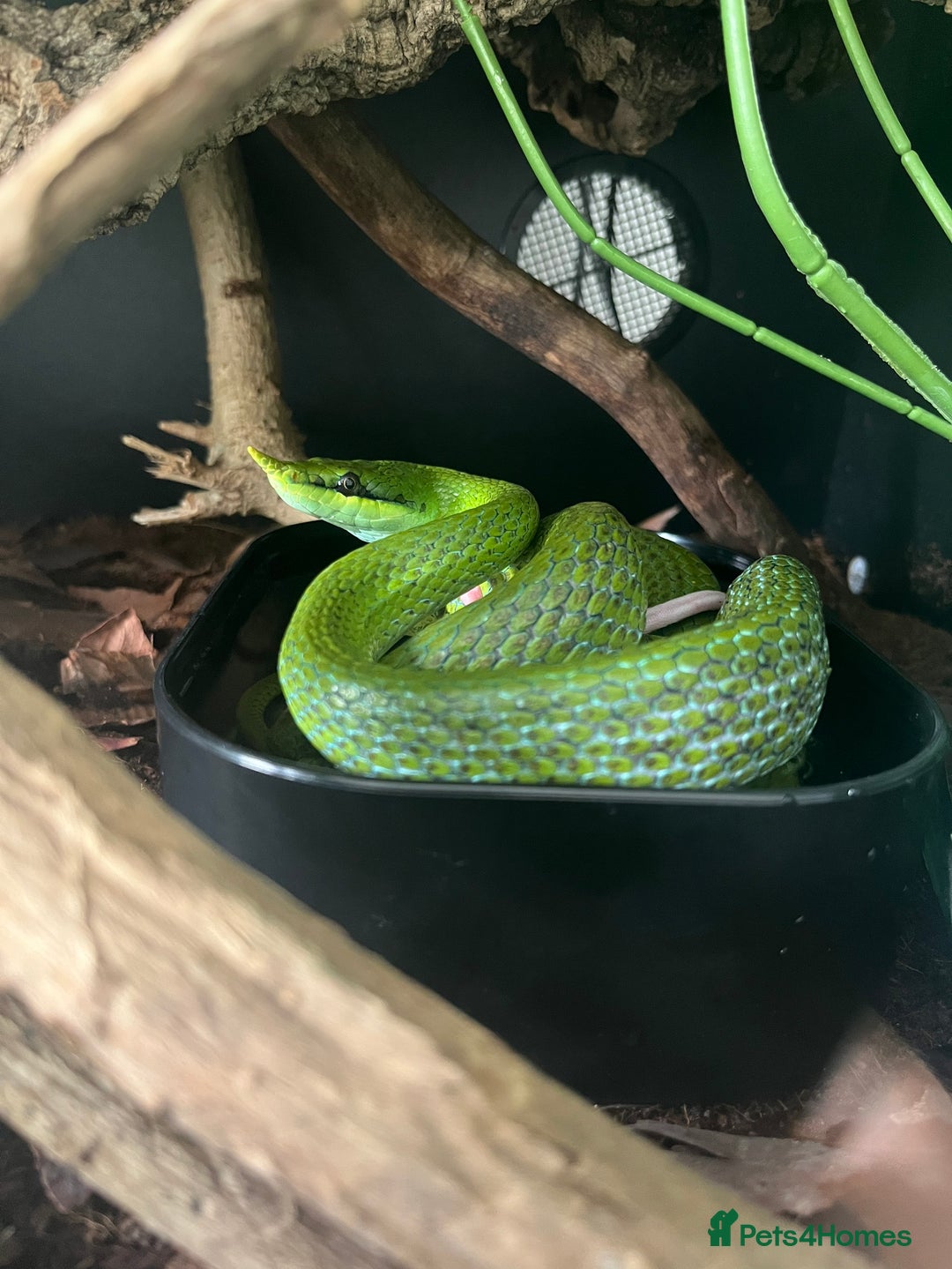Rat Snake reptiles for sale: Stunning male rhino ratsnake  - Image 4