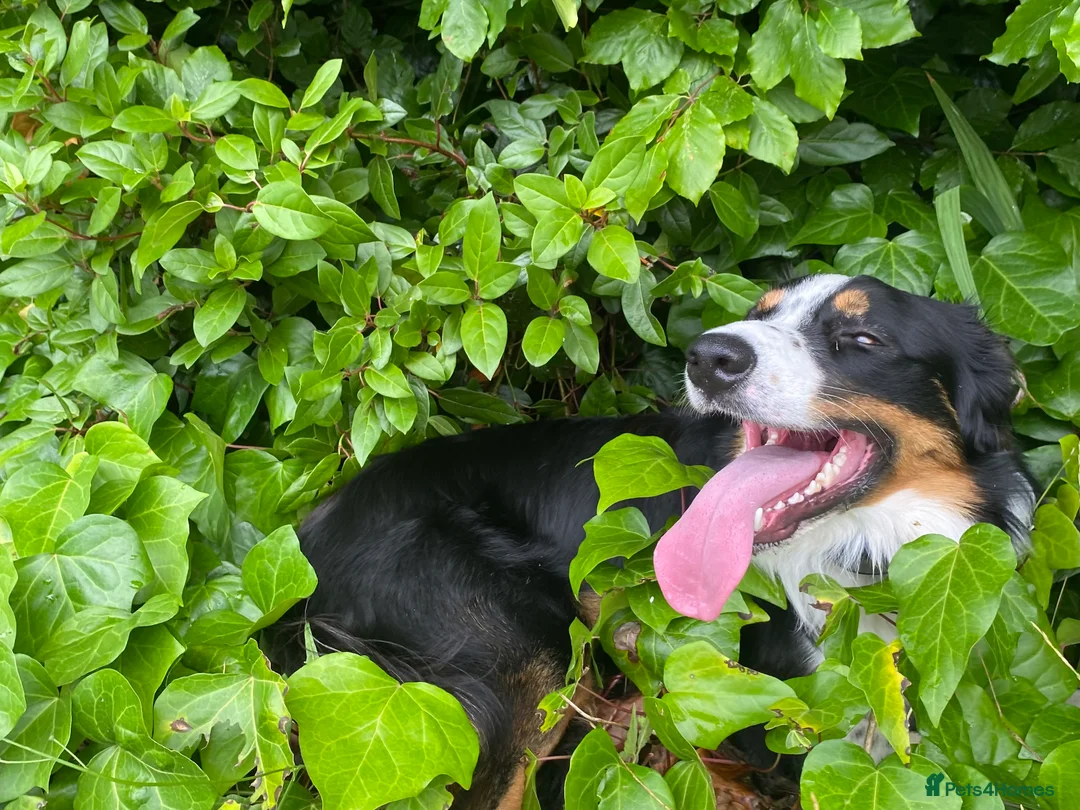 Border Collie dogs for sale: Border Collie - Just Under 2 - Advert 5