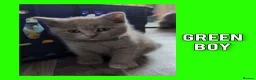 British Shorthair cats for sale: Stunning Lilac British Shorthair Kittens For Sale - Advert 37
