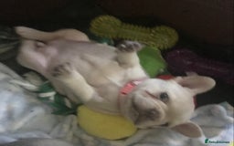 French Bulldog dogs for sale: 2 French Bulldog Puppy’s available - Image 3