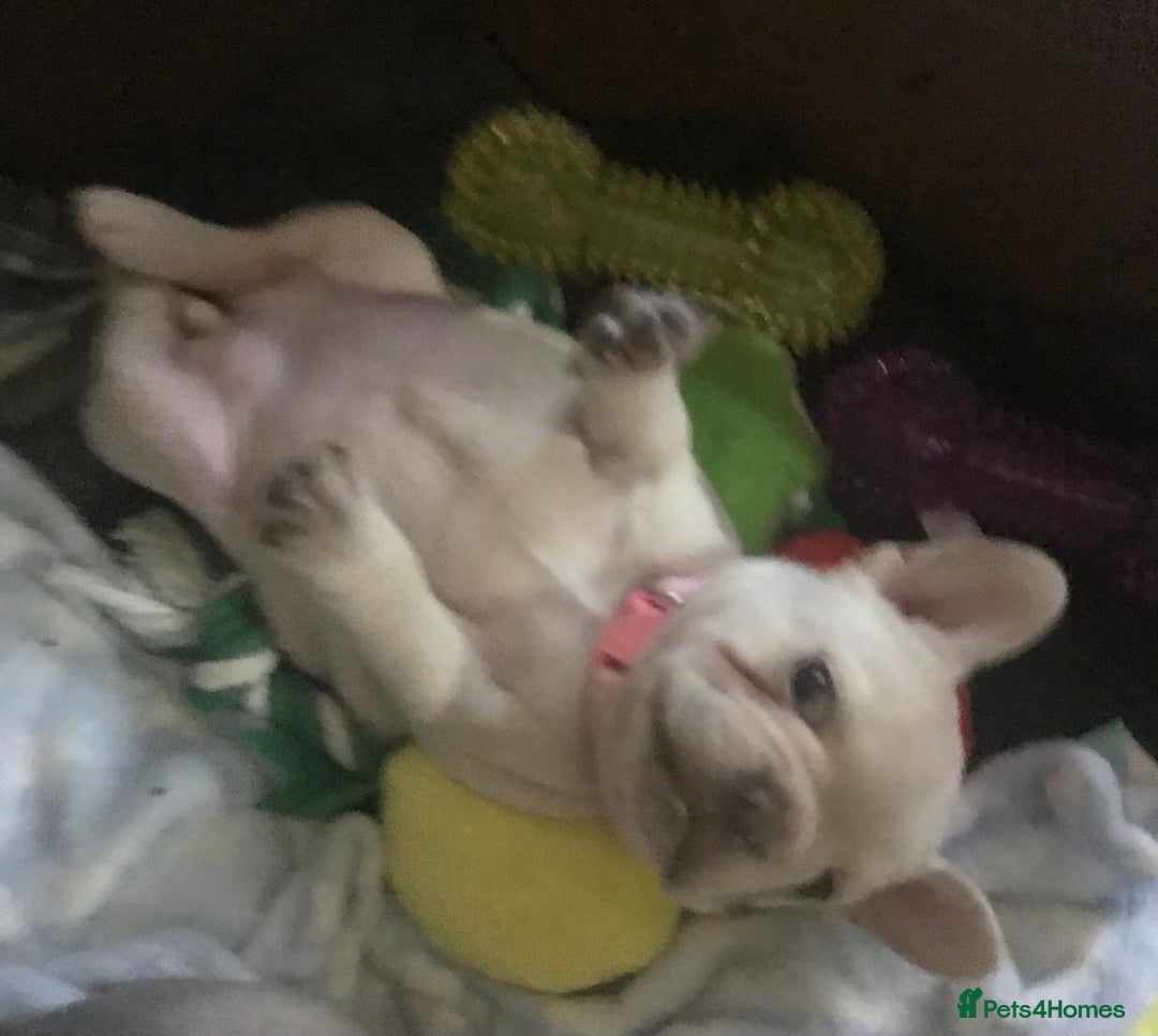 French Bulldog dogs for sale: 2 French Bulldog Puppy’s available - Image 3