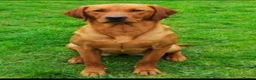 Labrador Retriever dogs for sale: KC Registered Labrador Retriever Puppies  in Attleborough - Advert 11