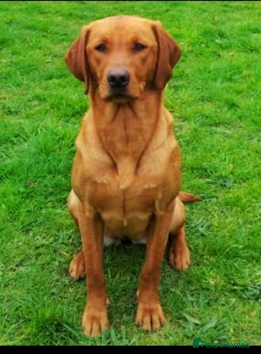 Labrador Retriever dogs for sale: KC Registered Labrador Retriever Puppies  in Attleborough - Advert 11