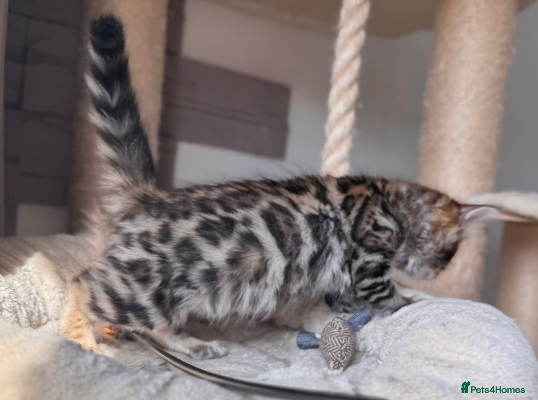 Bengal cats for sale: 💎Cashmere Bengal kittens (Bengal- Longhair) 💎 - Image 4
