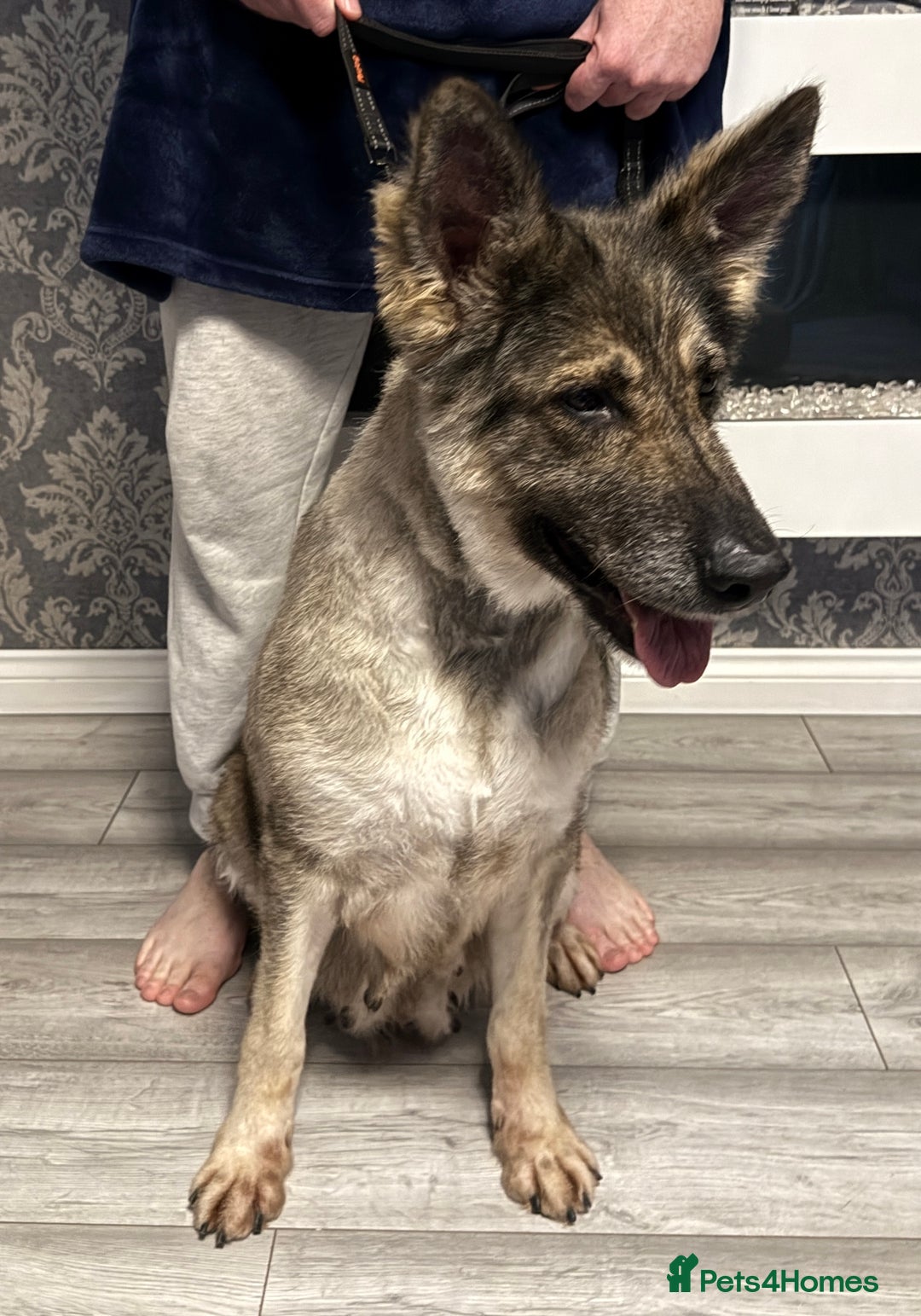 German Shepherd dogs for sale: Retirement home wanted for this lovely Gsd  - Image 1