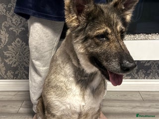 German Shepherd dogs - Advert 13