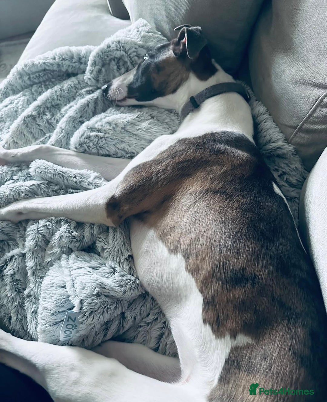 Whippet dogs for sale: Kc reg whippets  - Advert 14