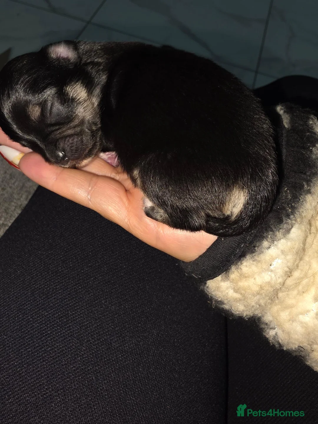 Chihuahua dogs for sale: GORGEOUS LONG-HAIRED CHIHUAHUA BOY in Wrexham - Advert 5