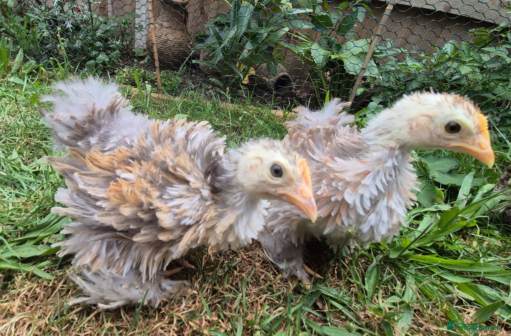 Chickens poultry 4 week old Millie fleur Frizzle Booted Bantams  - Advert 2