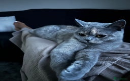 British Shorthair cats for sale: British short hair x Scottish fold  - Advert 2