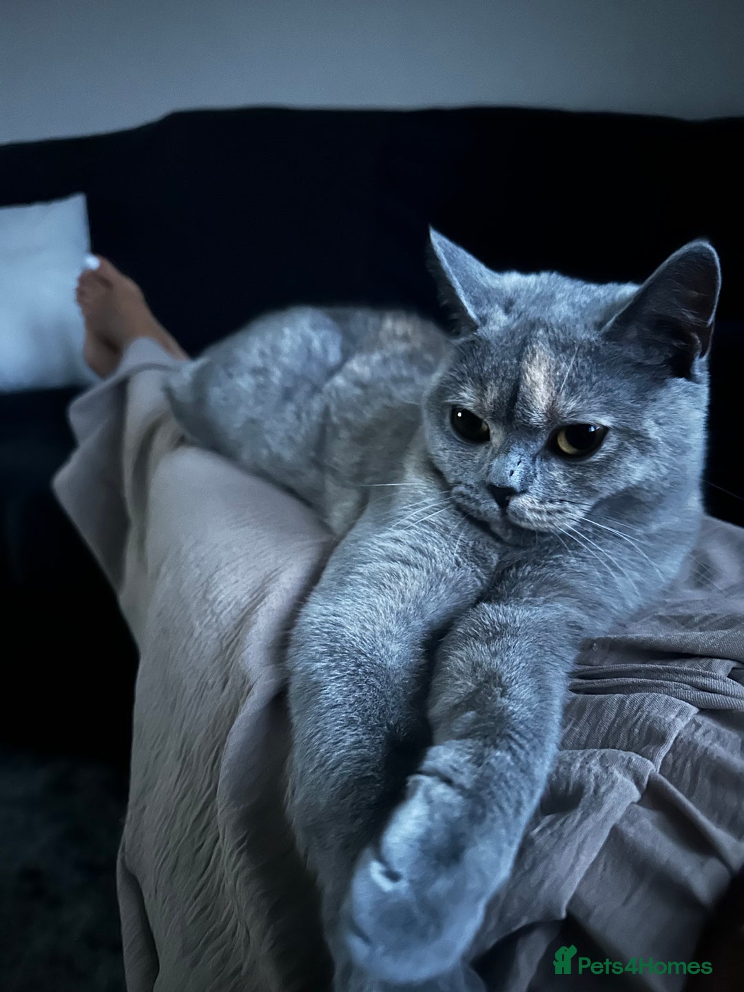 British Shorthair cats for sale: British short hair x Scottish fold  - Advert 2