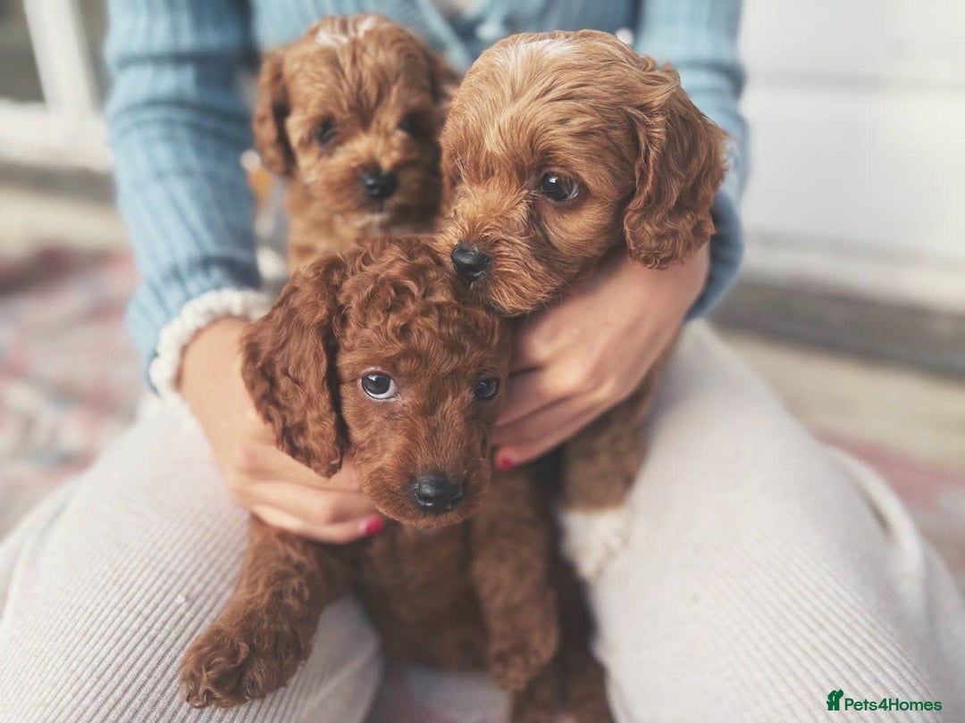 Cockapoo dogs for sale: Very unique Asian Toy Cockerpoos - Image 6