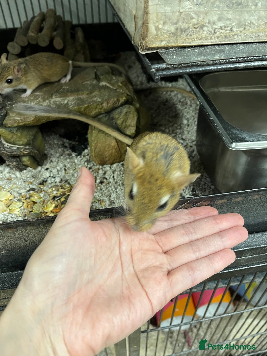 Gerbil rodents for sale: Persian Jirds - Image 5