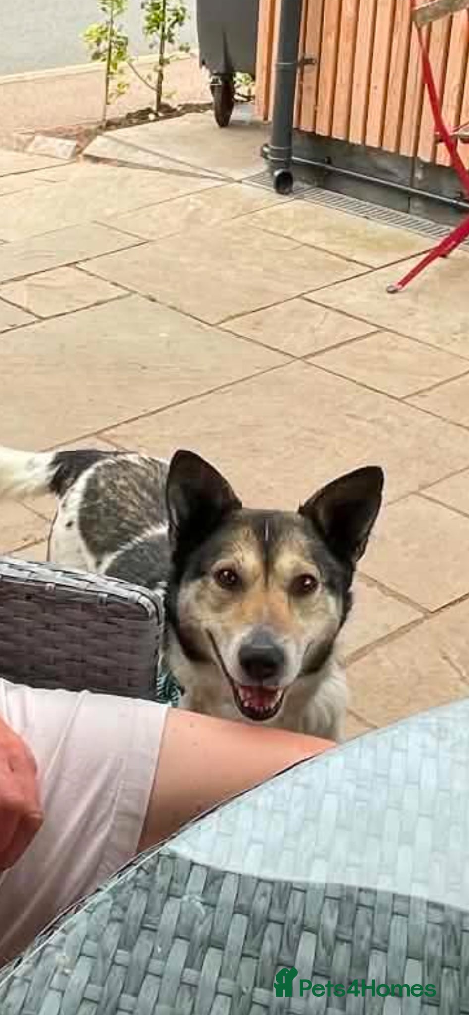Mixed Breed dogs MAPLE, 5yrs, 18kg,friendly,happy,confident,special - Advert 2