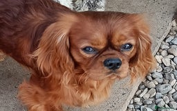Cavapoo dogs for sale: Red Cavapoo puppies  - Image 17