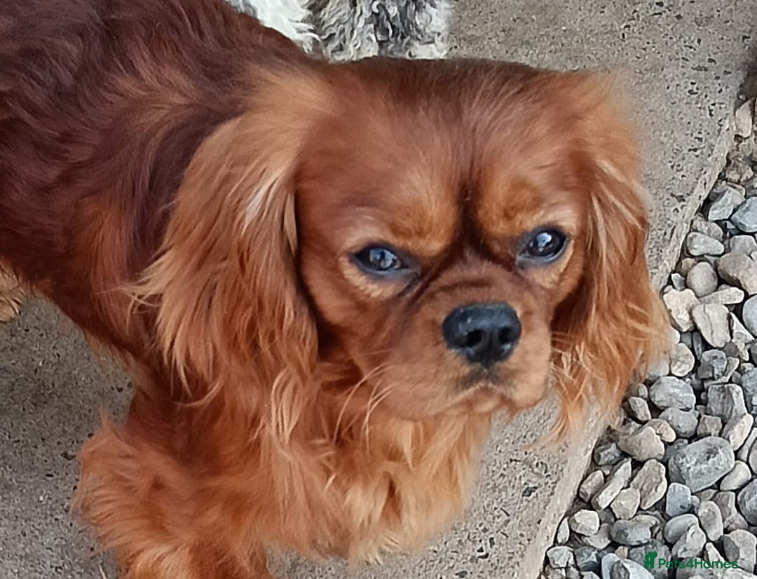 Cavapoo dogs for sale: Red Cavapoo puppies  - Image 17