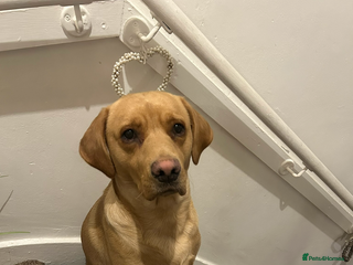 Labrador Retriever dogs - Advert 18