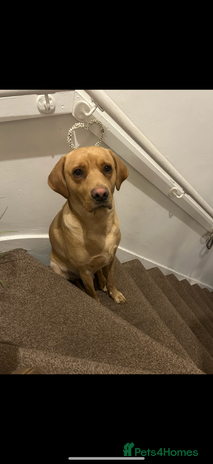 Labrador Retriever dogs - Advert 4