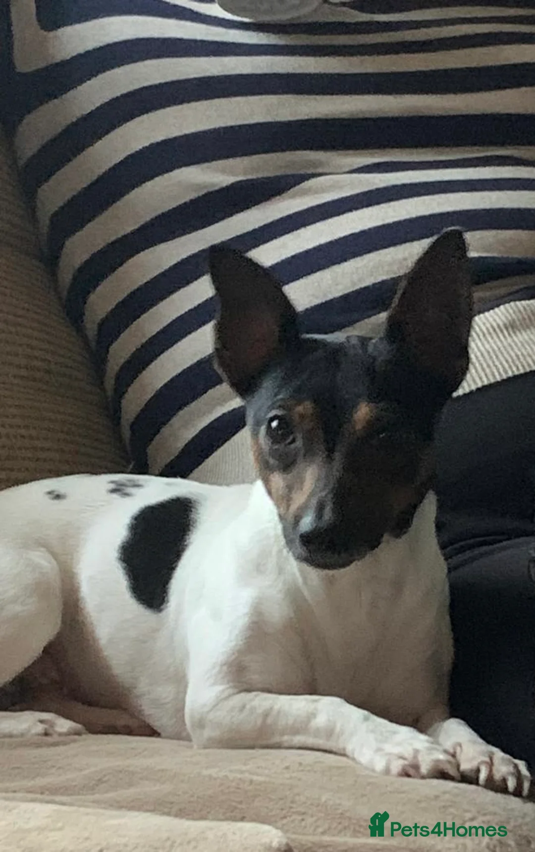 Jack Russell dogs for sale: True to type jack Russel puppies  - Advert 7