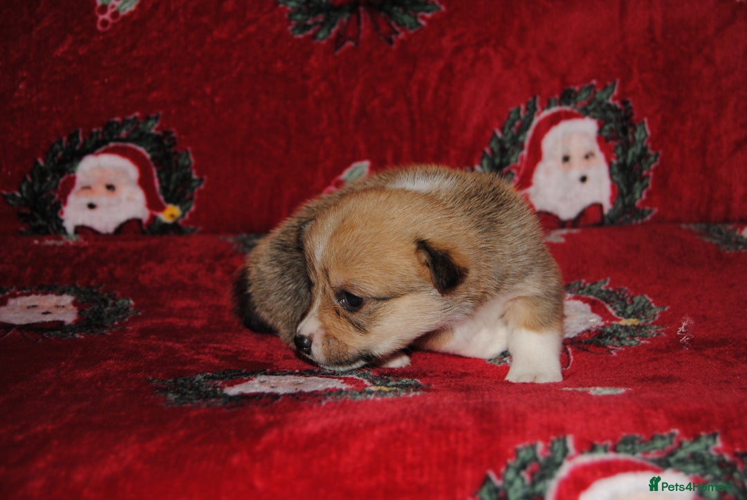 Welsh Corgi Pembroke dogs for sale: Welsh Pembroke Corgi Puppies - Girls Available - Advert 24