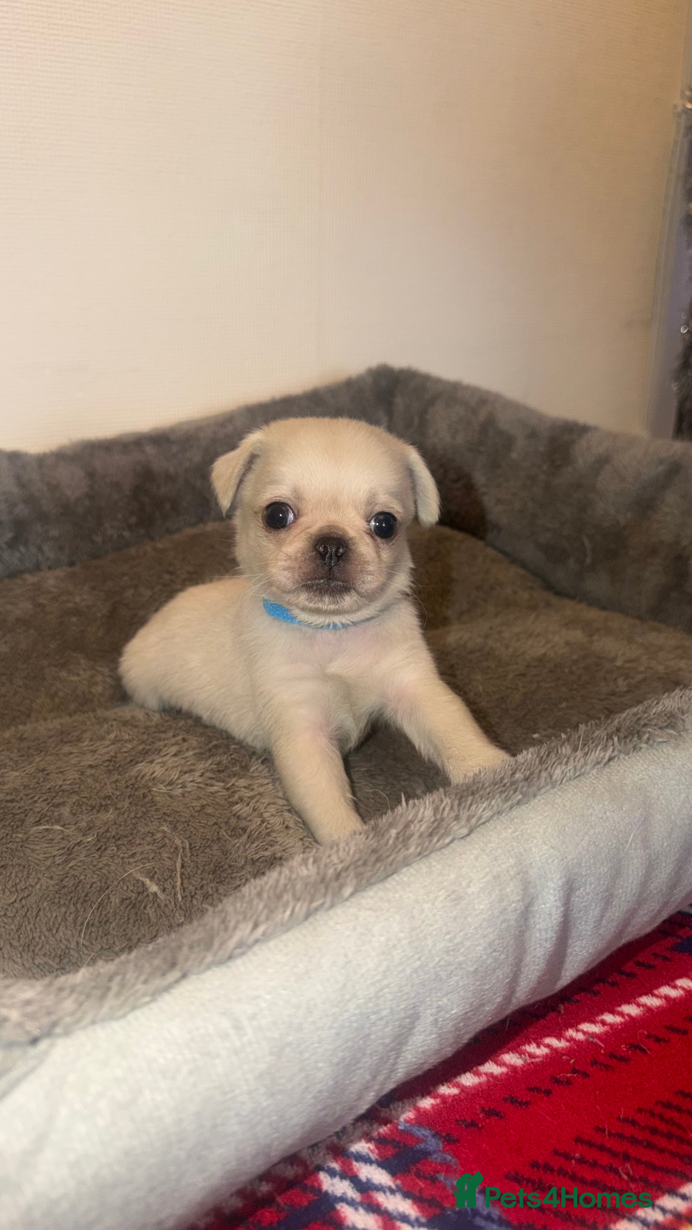 Pug dogs Beautiful Litter of 6 Pug Puppies, Rare Colours  - Advert 3