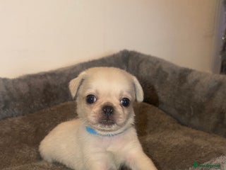 Pug dogs Beautiful Litter of 6 Pug Puppies, Rare Colours - Advert 12