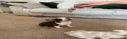 French Bulldog dogs for sale: French bulldogs  - Advert 15