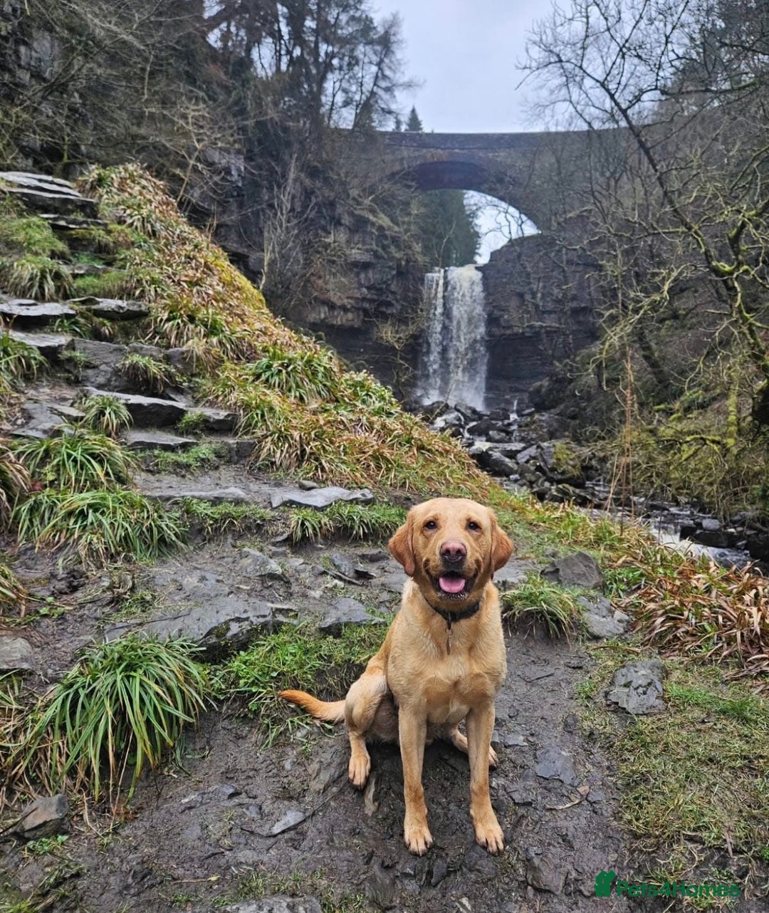 Labrador Retriever dogs for stud: Miles (Labrador retriever for Stud) - Advert 5