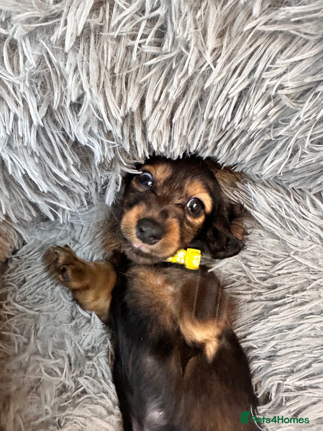 Miniature Dachshund dogs for sale: Miniature Long-Haired Dachshund Puppies - Image 3