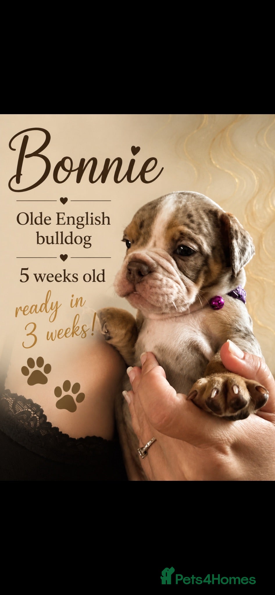 Dorset Olde Tyme Bulldogge dogs ⭐️Beautiful olde English bulldog puppies ⭐️ - Advert 2