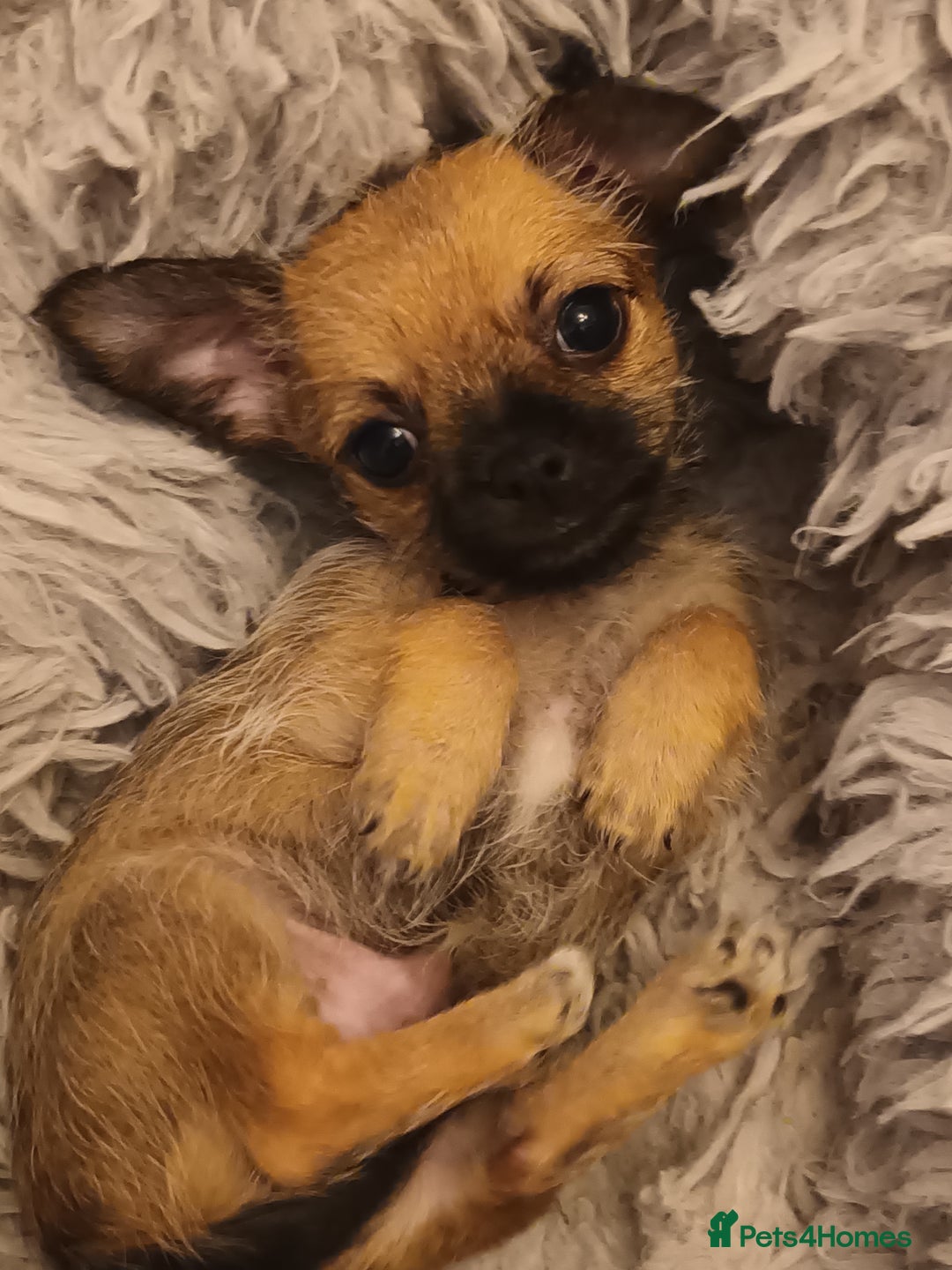 Chihuahua dogs for sale: Adorable 8 weeks old Chihuahua puppies  - Image 5