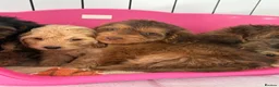 Cockapoo dogs for sale: Stunning sable cockerpoos  - Advert 4