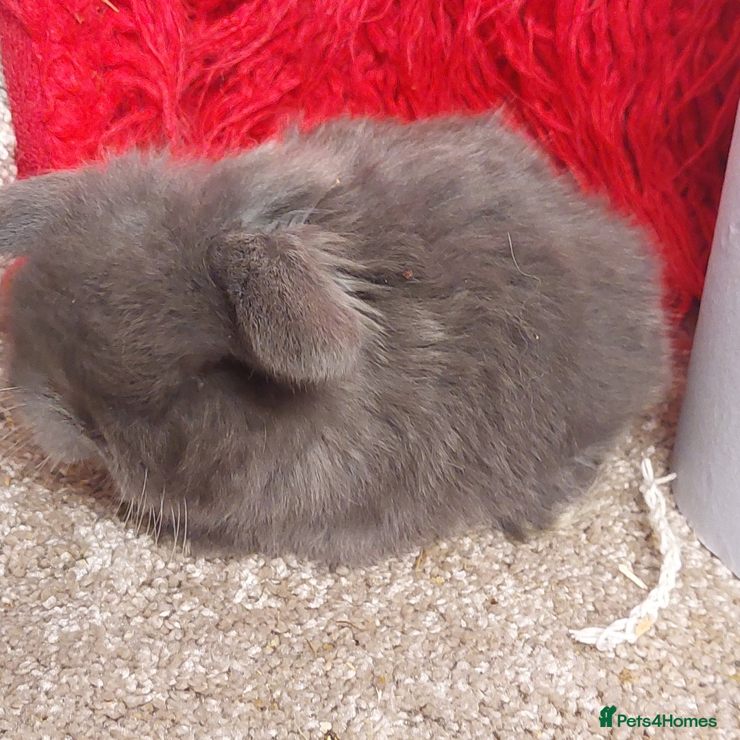 Mini Lop rabbits for sale: 2 Pure bred Minilop babys ready to reserve  - Advert 3