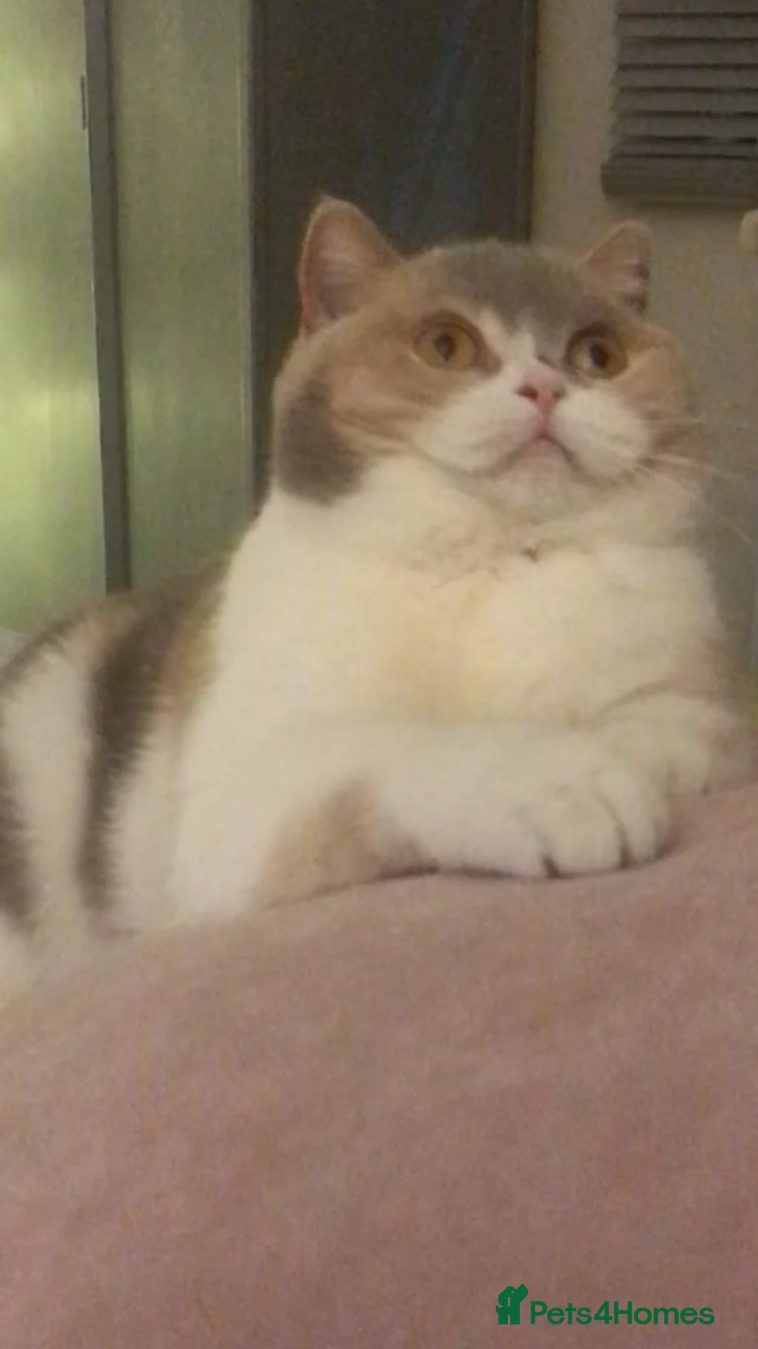 British Shorthair cats for sale: Grand Champion British Shorthair mother and son  - Advert 9